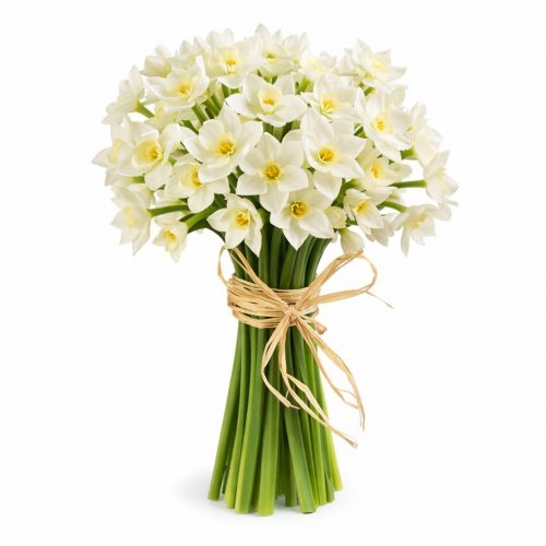 Нарцисс белый