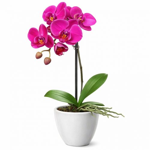 Орхидея в горшке «Фиолетовая»