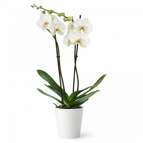 Орхидея в горшке «Светло-белая»