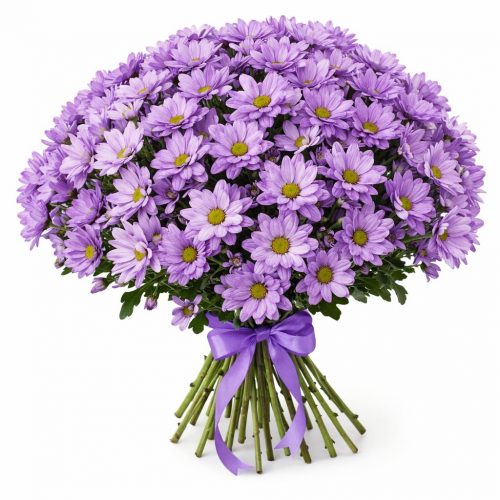 Ромашка фиолетовая